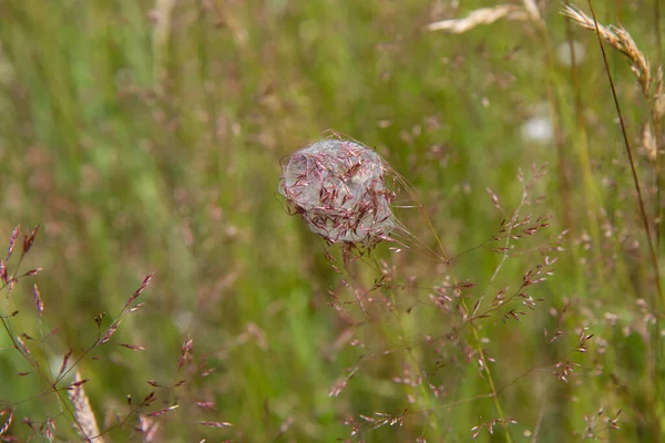 草场草丛中的蜘蛛丝 — 图库照片