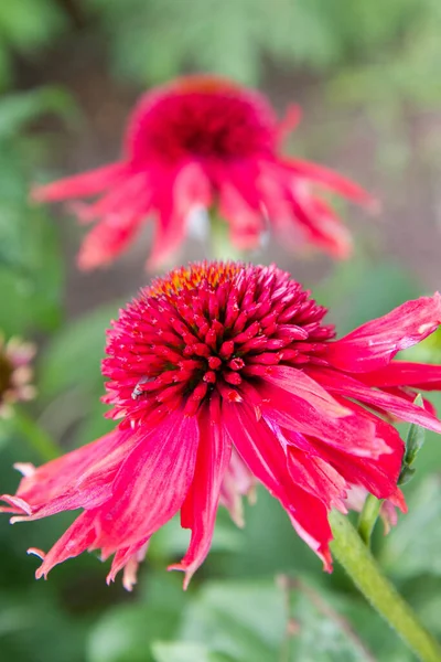 Echinacea Blommar Trädgård — Stockfoto
