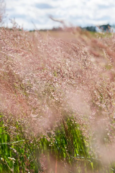 Grass Field Sunny Summer Day — Fotografia de Stock
