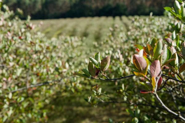 Aronia Chokeberries Che Cresce Campo All Inizio Dell Estate — Foto Stock
