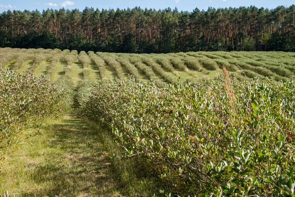 Aronia Chokeberries Growing Field Early Summer Time — Stok fotoğraf