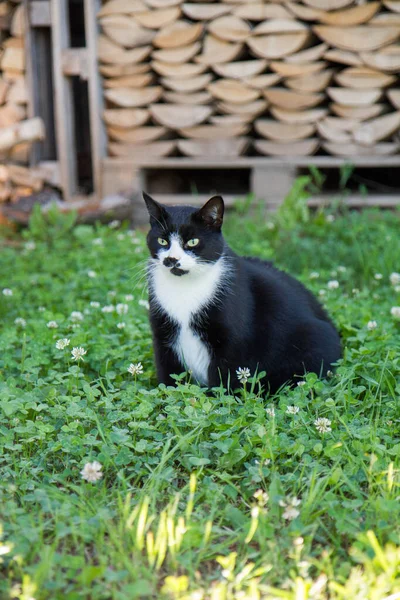 Black White Cat Observing Something Garden Some Firewood Background — Zdjęcie stockowe