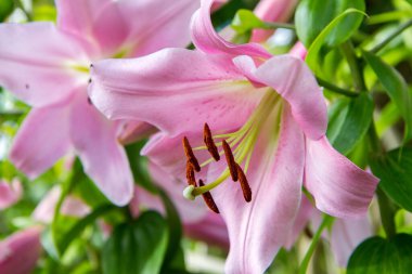 Pembe zambak (Lilium) çiçeği yakın planda çiçek açıyor