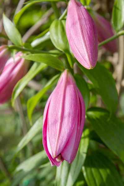 Рожева Лілія Лілія Квіткові Бруньки Збирається Відкритися Крупним Планом — стокове фото