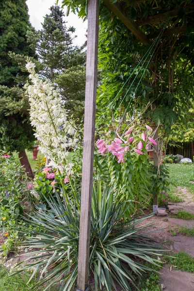 Yucca Being Grown Garden Some Lilies Blooming Next Wisteria — Stock fotografie