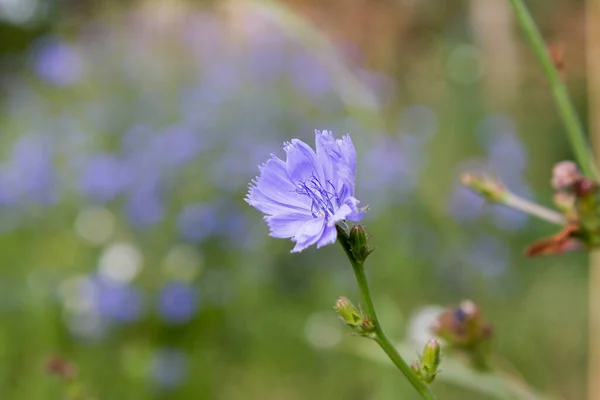 Plante Chicorée Commune Fleurissant Dans Pré — Photo