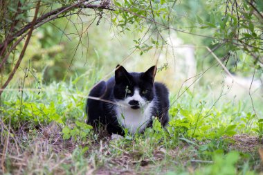 Bir bahçedeki çalıların altında saklı siyah beyaz kedi