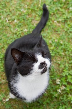 Başı yukarıda, gözleri kapalı bir bahçede siyah beyaz bir kedi