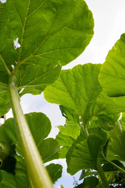 Pumpkin Being Grown Garden Early Summer View Leaves Seen Upwards — Stock Photo, Image