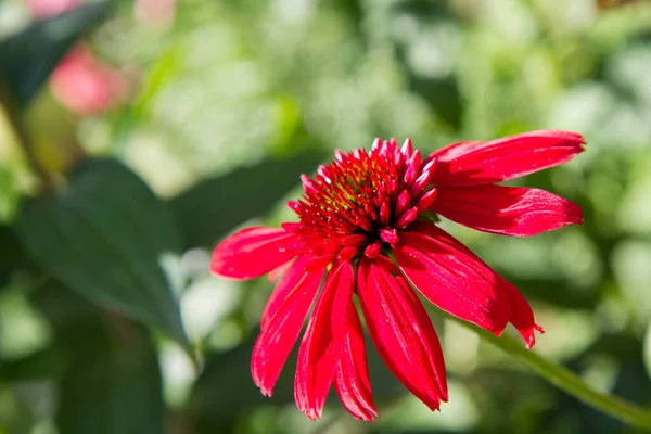 Red Echinacea Blooming Garden — 图库照片