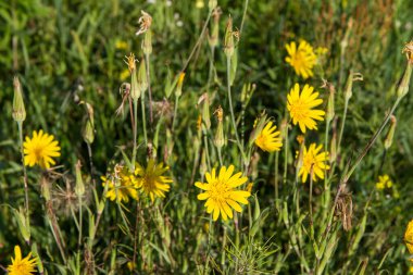 Tragopogon (salsify) plant blooming in the summer
