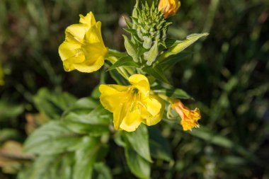 Common evening-primrose (Oenothera biennis) blooming in a meadow