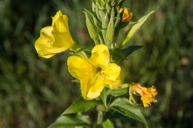 Common evening-primrose (Oenothera biennis) blooming in a meadow
