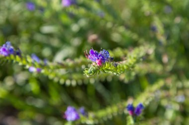 Viper's bugloss plant blooming in a meadow
