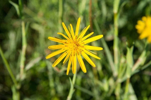 Tragopogon Salsify Plant Blooming Summer - Stock-foto