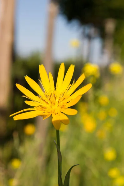 Tragopogon Salsify Plant Blooming Summer — Photo