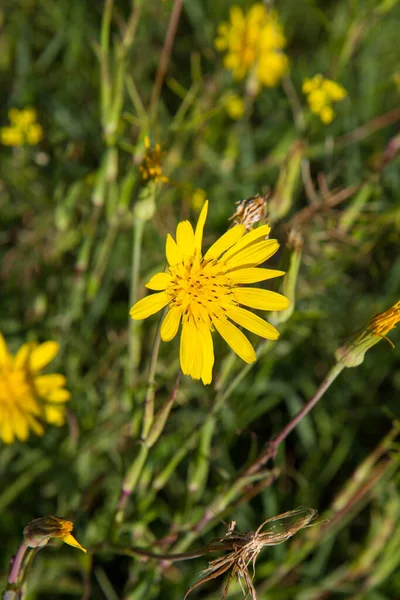 Tragopogon Salsify Plant Blooming Summer — Stok fotoğraf