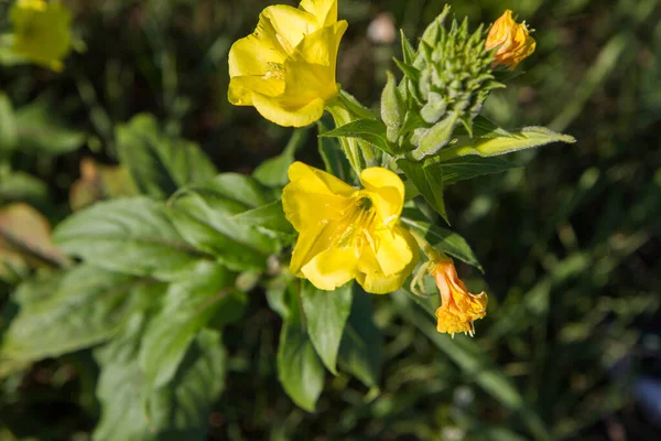 Обыкновенная Вечерняя Примроза Oenothera Biennis Цветет Лугу — стоковое фото