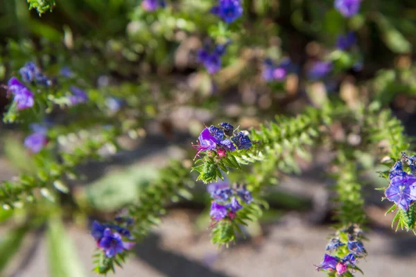 Viper Bugloss Plant Blooming Meadow — Foto de Stock