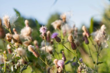 Creeping thistle in a meadow in late summer - fluffy seeds visible