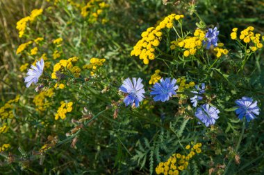 Common chicory and common tansy blooming in a meadow