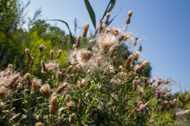 Creeping thistle in a meadow in late summer - fluffy seeds visible