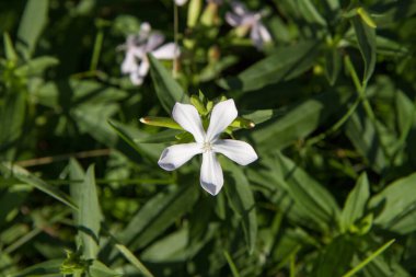 Phlox divaricata ( wild sweet william) growing in a meadow