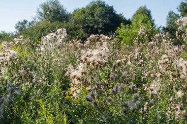 Creeping thistle in a meadow in late summer - fluffy seeds visible