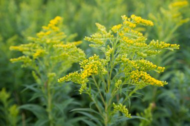 Solidago (goldenrods) plant starting to bloom in a meadow