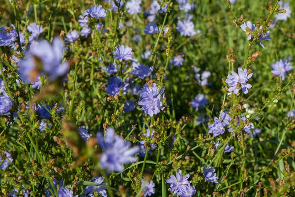草地に咲く一般的なチコリの植物 — ストック写真