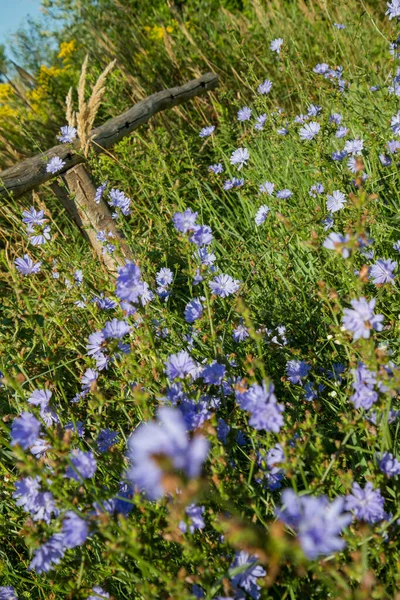 Pianta Cicoria Comune Che Fiorisce Prato — Foto Stock