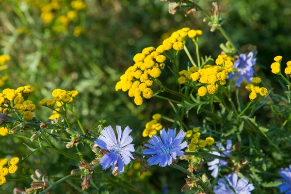 Common Chicory Common Tansy Blooming Meadow — Photo