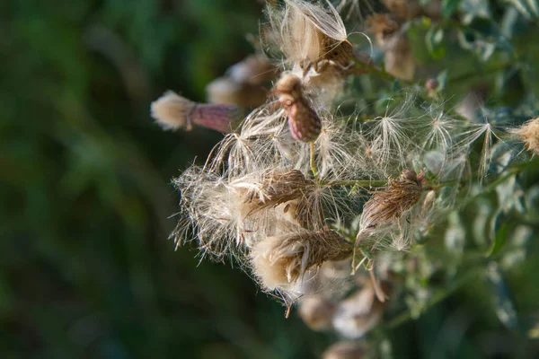 Creeping Thistle Meadow Late Summer Fluffy Seeds Visible — Stok fotoğraf