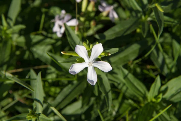 Phlox Divaricata Wild Sweet William Growing Meadow — Stock Photo, Image