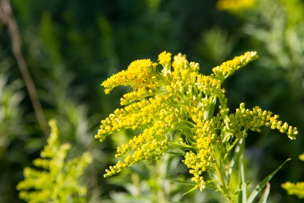 Solidago Goldenrods Plant Starting Bloom Meadow — Stockfoto