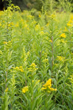 Solidago (goldenrods) plant starting to bloom in a meadow