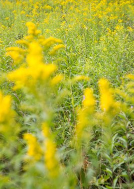 Solidago (goldenrods) plant starting to bloom in a meadow