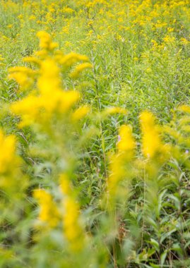 Solidago (goldenrods) plant starting to bloom in a meadow clipart
