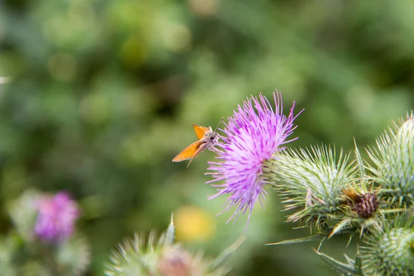 Skipper Butterfly Thistle Flower — ストック写真