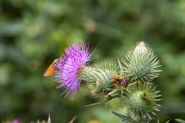 Skipper Butterfly Thistle Flower — Foto de Stock