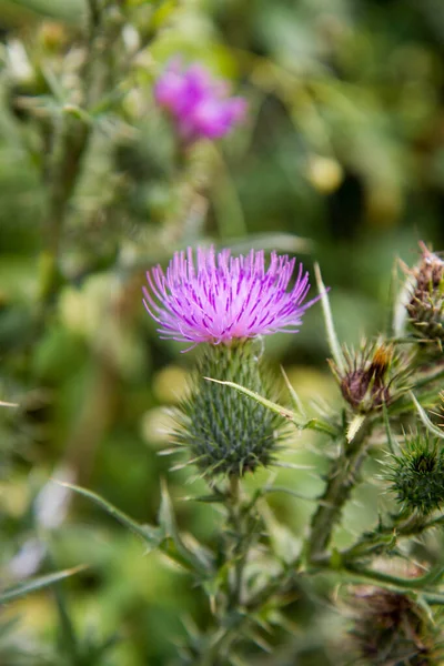 Common Thistle Meadow Late Summer — 图库照片