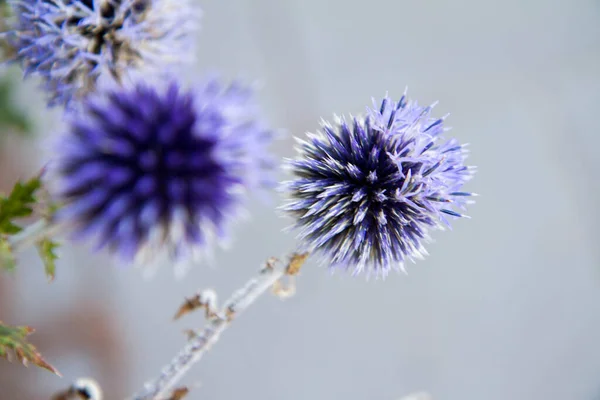 Globe Thistles Echinops Plant Blooming — Stock Photo, Image