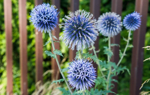 Fioritura Delle Piante Dei Cardi Globulari Echinops — Foto Stock