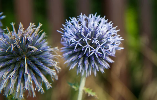 Fioritura Delle Piante Dei Cardi Globulari Echinops — Foto Stock