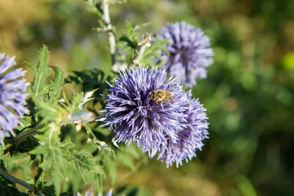 Bee on the Globe thistles (Echinops) plant 