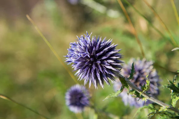 环球菊 Echinops 植物开花 — 图库照片