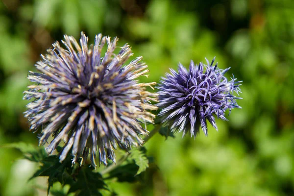 Yeryüzü Devedikeni Echinops Çiçek Açıyor — Stok fotoğraf