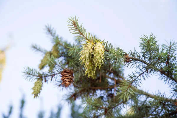 Douglas Fir Tree Cones Still Green Seen Upwards — ストック写真