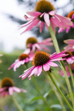 Ekinezya, görünür bir su damlası olan bir bahçede çiçek açıyor.
