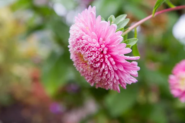 Aster Blomma Blommar Nära Håll Täckt Med Vattendroppar — Stockfoto